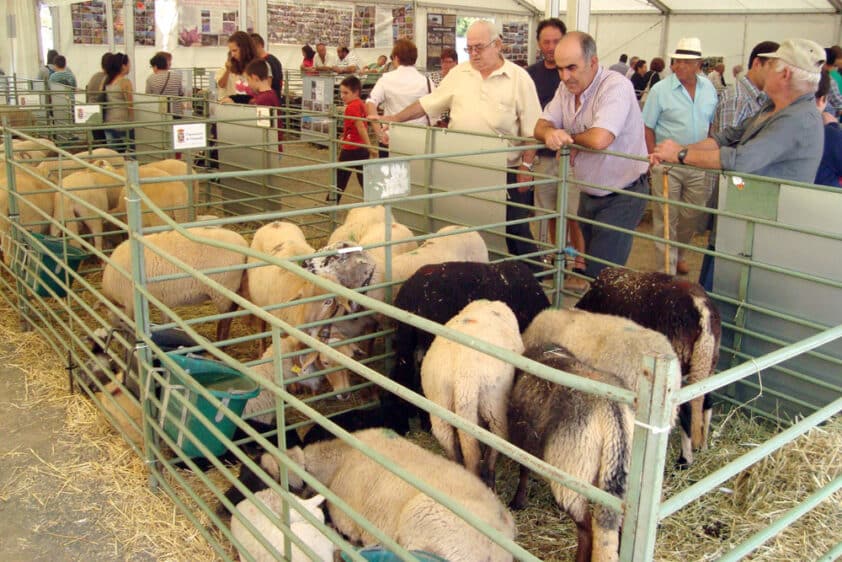 La Oveja Lojeña En La última Edición De La Feria De Ganado De Loja. Foto: Paco Castillo.