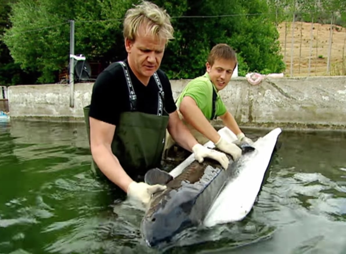El Afamado Chef Gordom Ramsay Visitó La Empresa Caviar Riofrío. Foto: G. Ramsay