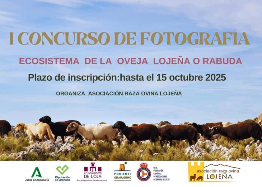 Concurso Foto Oveja