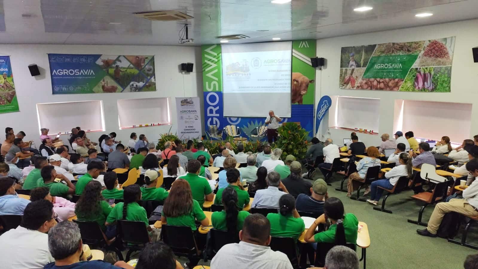 Oveja Lojeña Colombia